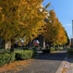 イチョウのの葉も秋本番