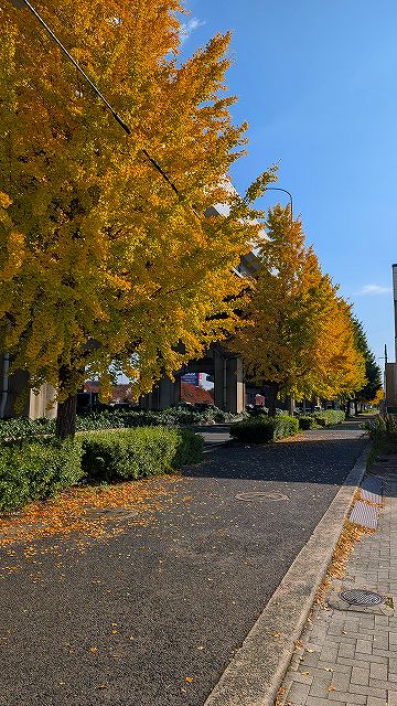 イチョウのの葉も秋本番